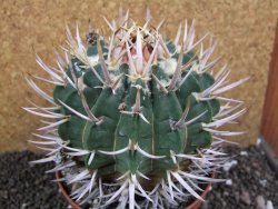 Echinofossulocactus coptonogonus Ventura XXXL, pot 12 cm - 12396820