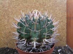Echinofossulocactus coptonogonus Ventura XXXL, pot 12 cm - 12396821