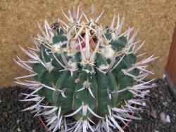 Echinofossulocactus coptonogonus Ventura XXXL, pot 12 cm - 12396822