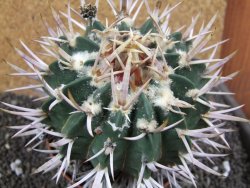 Echinofossulocactus coptonogonus Ventura XXXL, pot 12 cm - 12396824