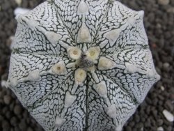 Astrophytum Super Kabuto hybrid Snow pot 5,5 cm - 12396894