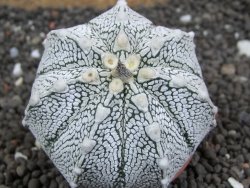 Astrophytum Super Kabuto hybrid Snow pot 5,5 cm - 12396895
