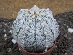 Astrophytum Super Kabuto hybrid Snow pot 5,5 cm - 12396896