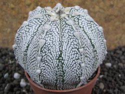 Astrophytum Super Kabuto hybrid Snow pot 5,5 cm - 12396897