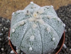 Astrophytum Hanazano Kabuto hybrid Snow pot 7 cm - 12396903
