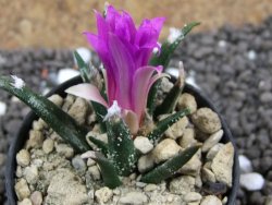 Ariocarpus agavoides pot 5,5 cm cites IA
