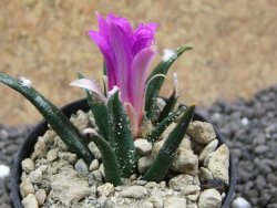 Ariocarpus agavoides pot 5,5 cm cites IA - 12396905