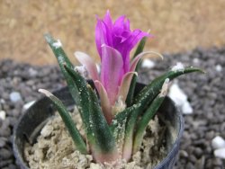 Ariocarpus agavoides pot 5,5 cm cites IA - 12396907