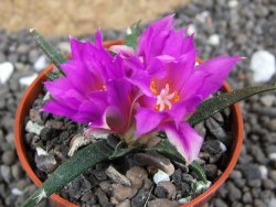 Ariocarpus agavoides pot 5,5 cm cites IA
