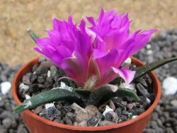 Ariocarpus agavoides pot 5,5 cm cites IA - 12396923