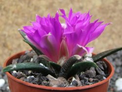 Ariocarpus agavoides pot 5,5 cm cites IA - 12396924