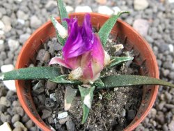 Ariocarpus agavoides pot 5,5 cm cites IA - 12396926