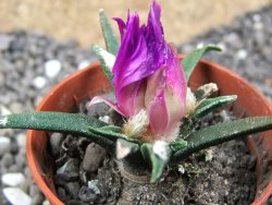 Ariocarpus agavoides pot 5,5 cm cites IA - 12396927